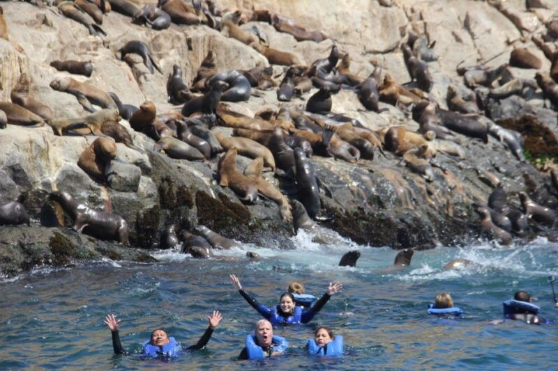 palomino-islands-swim-with-sea-lions-in-the-pacific-ocean