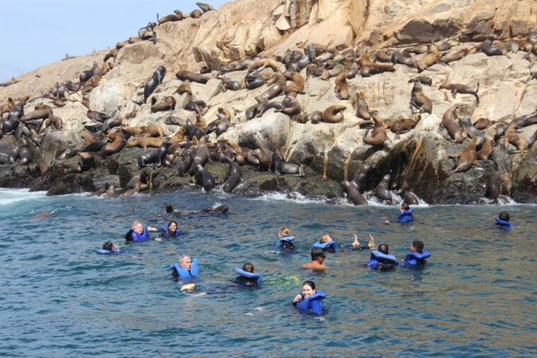 palomino-islands-swim-with-sea-lions-in-the-pacific-ocean
