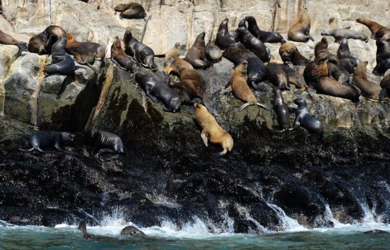 palomino-islands-yacht-tour-and-swim-alongside-the-sea-lions