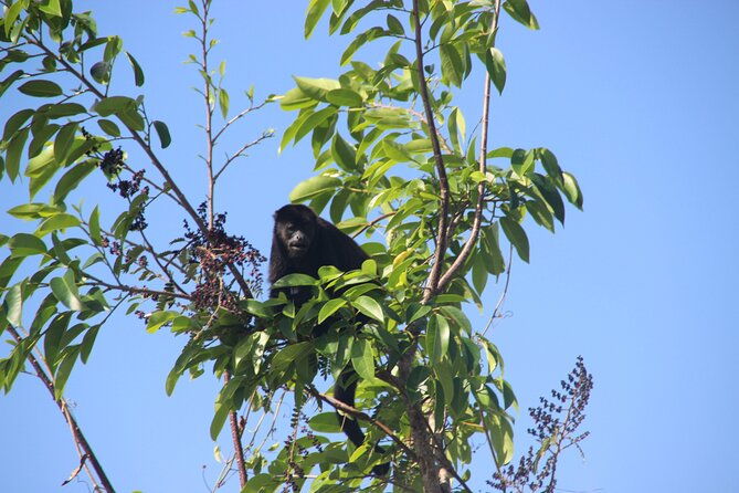 panama-canal-jungle-boat-explorer-private-tour