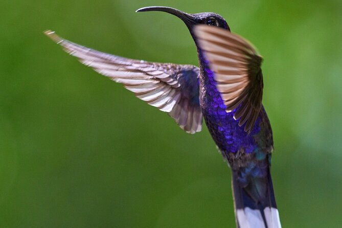 panama-canal-jungle-boat-explorer-private-tour