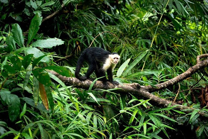 panama-canal-jungle-boat-explorer-private-tour