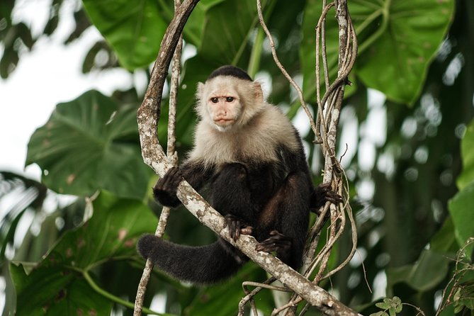 panama-canal-monkey-wildlife-boat-safari