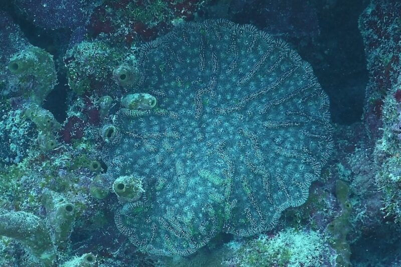 panama-city-beach-beginners-scuba-diving-tour