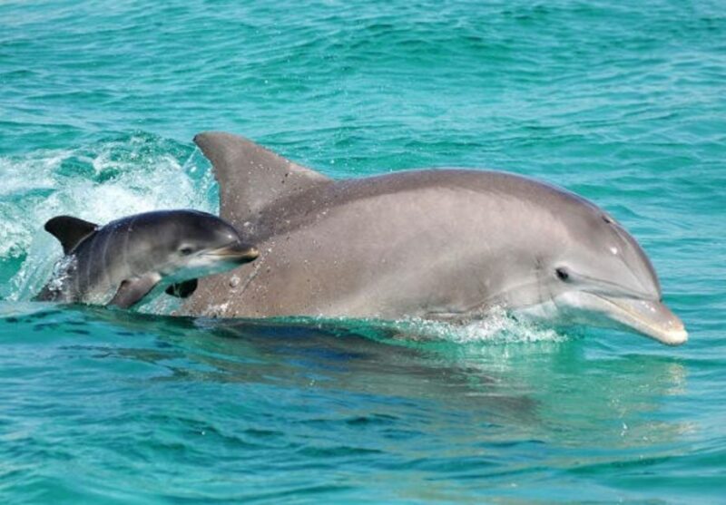 Panama City Beach: Dolphin Sightseeing Sail on the Footloose - The Experience: What to Expect on the Dolphin Sightseeing Sail