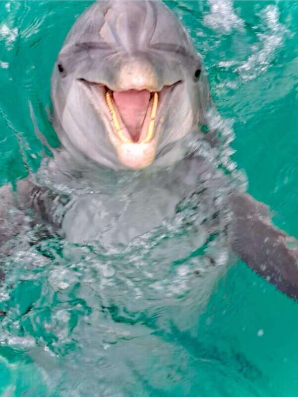 Panama City Beach: Private Dolphin Cruise - Key Points
