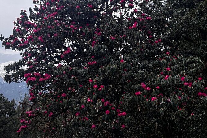 Panch Kedar Yatra Multi Day Tour from Dehradun - An In-Depth Look at the Panch Kedar Yatra