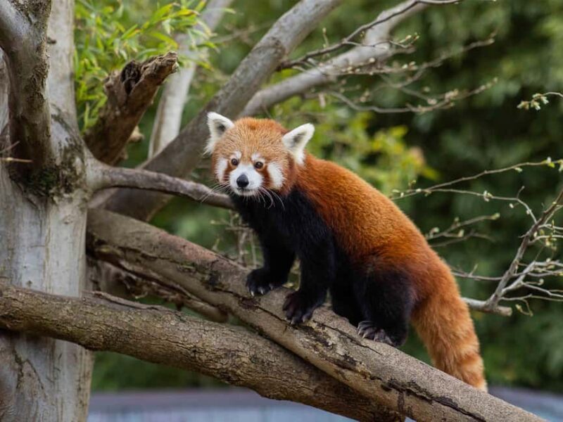 Panda & Friends Tour and a Day at Adelaide Zoo - An Honest Look at the Panda & Friends Tour and a Day at Adelaide Zoo