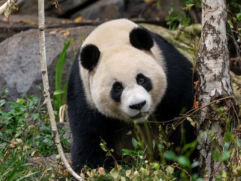 Panda & Friends Tour and a Day at Adelaide Zoo - The Practical Details