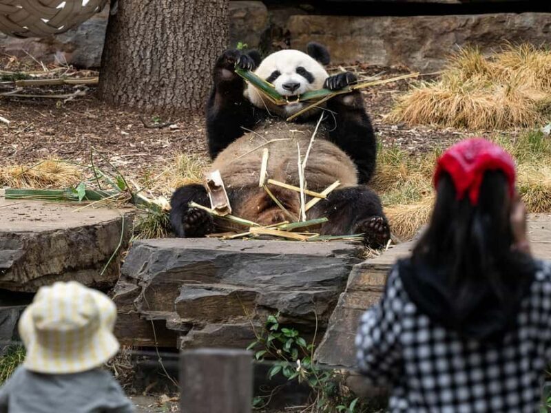 Panda & Friends Tour and a Day at Adelaide Zoo - Who Will Love This Experience?