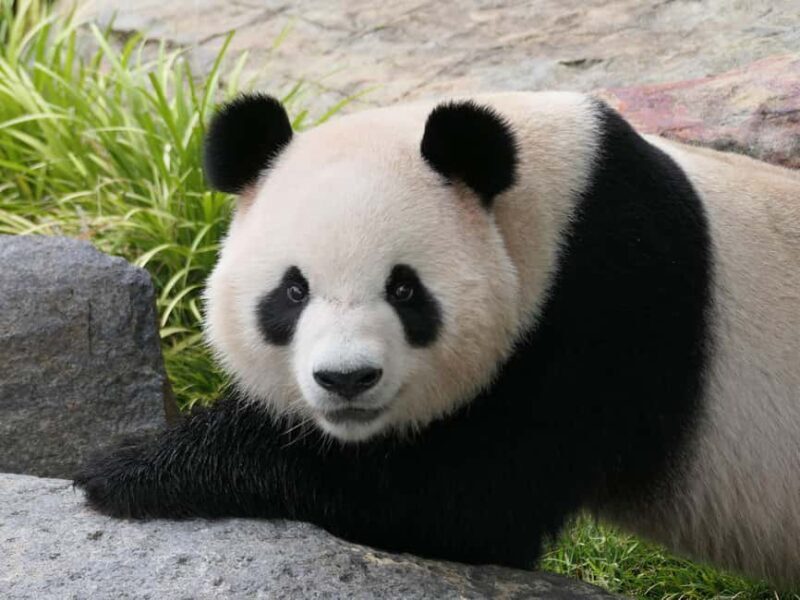 Panda & Friends Tour and a Day at Adelaide Zoo - The Sum Up