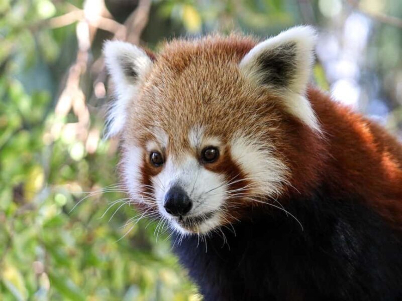 Panda & Friends Tour and a Day at Adelaide Zoo - FAQ