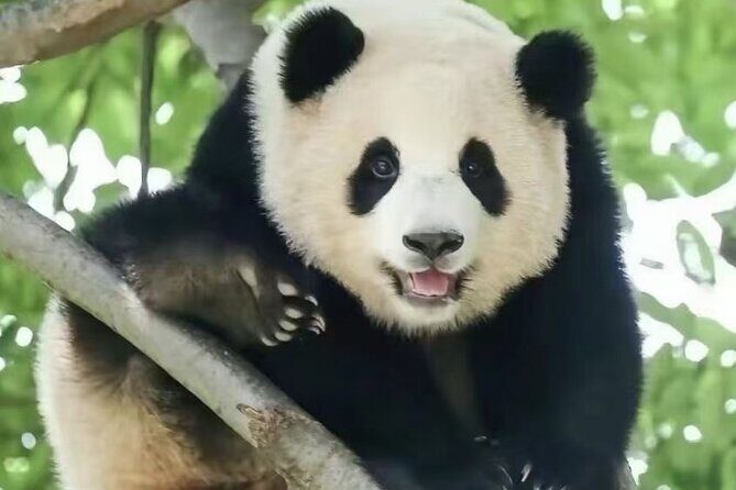 Panda, Leshan, and Emei Mountain 2-day tour - Practical Tips for Making the Most of Your Trip