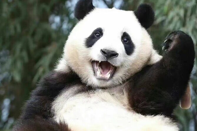 Panda, Leshan, and Emei Mountain 2-day tour - Is This Tour Right for You?