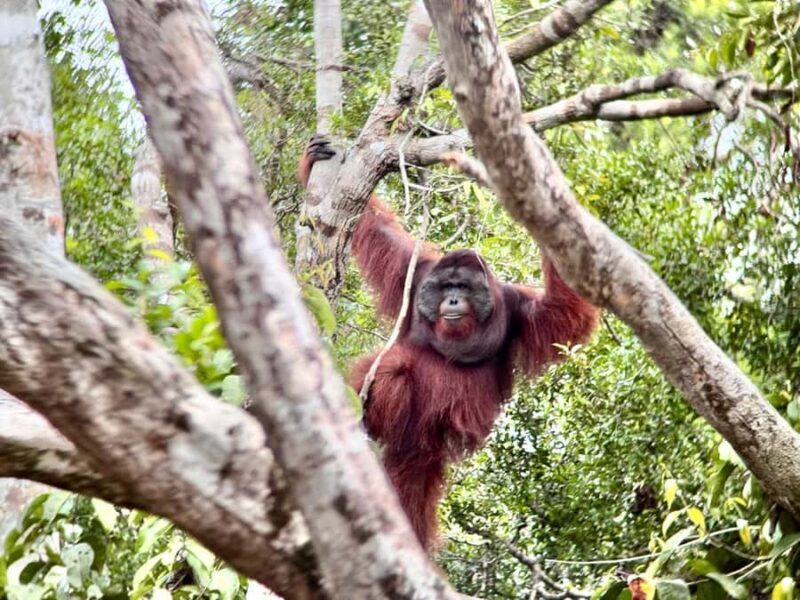 Pangkalan Bun Tanjung Puting Orangutan Day Tour by Speedboat - Key Points