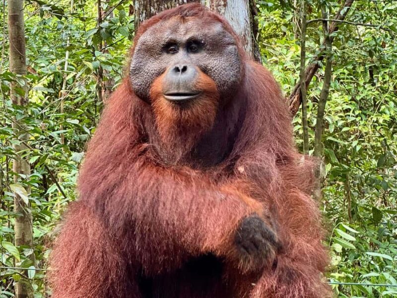 Pangkalan Bun Tanjung Puting Orangutan Day Tour by Speedboat - An In-Depth Look at the Tour Experience