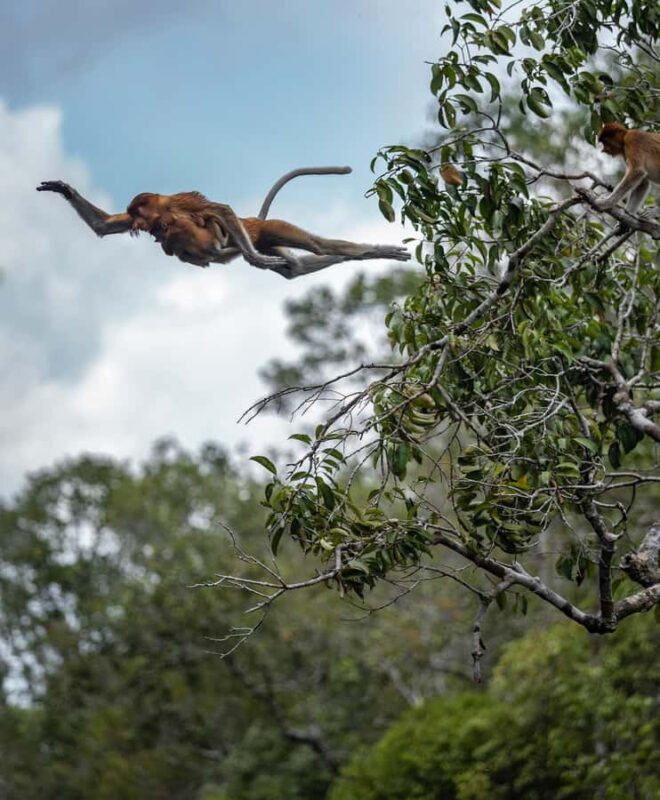 Pangkalan Bun Tanjung Puting Orangutan Day Tour by Speedboat - Cruising the Sekonyer River: A Scenic Journey