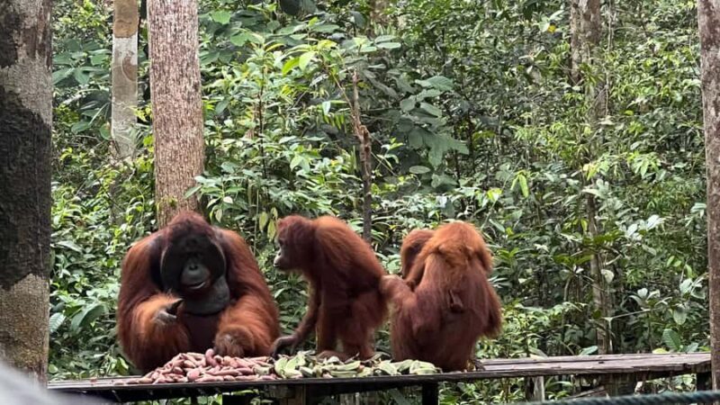 Pangkalan Bun Tanjung Puting Orangutan Day Tour by Speedboat - Practical Details and Tips