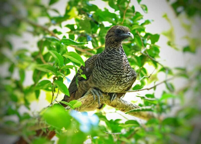 Pangkalan Bun Tanjung Puting Orangutan Day Tour by Speedboat - Authentic Insights from Reviews