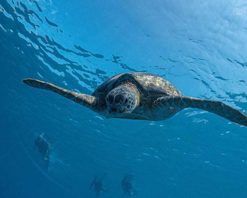 panglao-bohol-balicasag-island-hopping-dolphin-watching