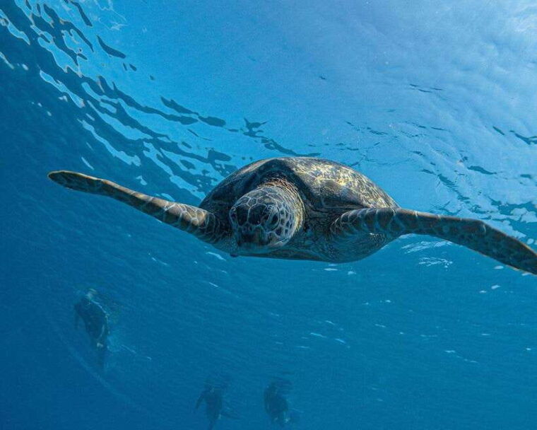 panglao-bohol-balicasag-island-hopping-dolphin-watching