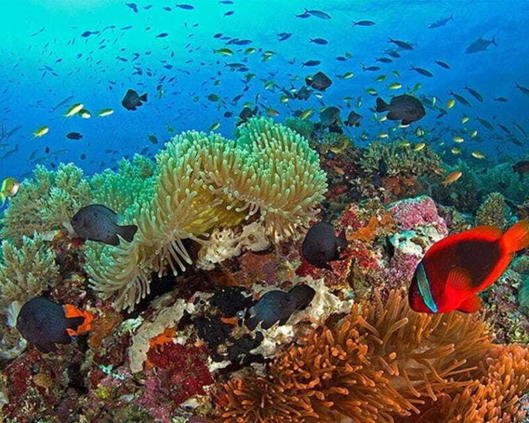 panglao-bohol-balicasag-island-hopping-dolphin-watching
