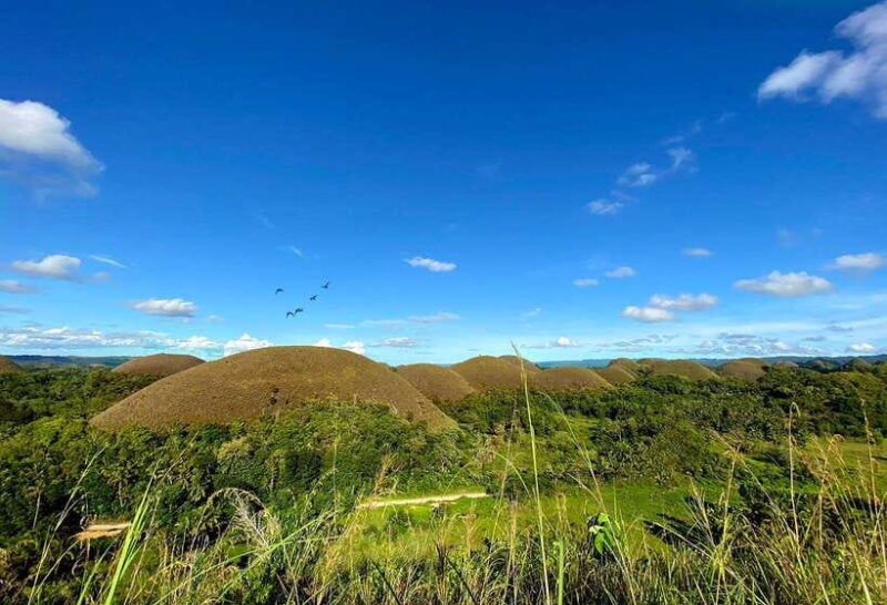 panglao-dao-forests-and-tarsier-sanctuary-tour-with-lunch