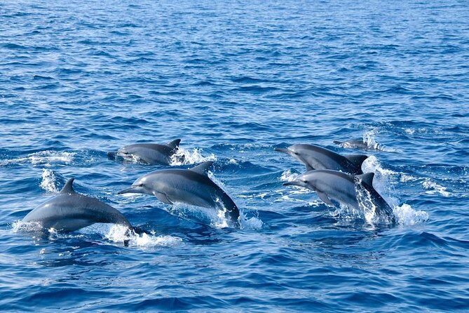 Panglao Island Hopping - What Reviewers Say and What We Learned