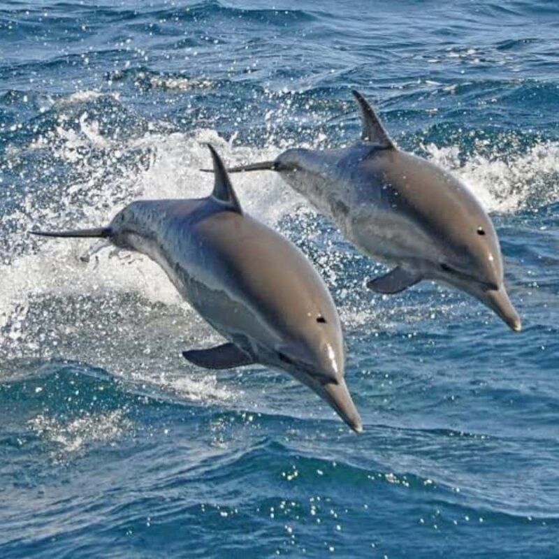 Panglao: Island Hopping w/Balicasag (Shared) - Value and Pricing