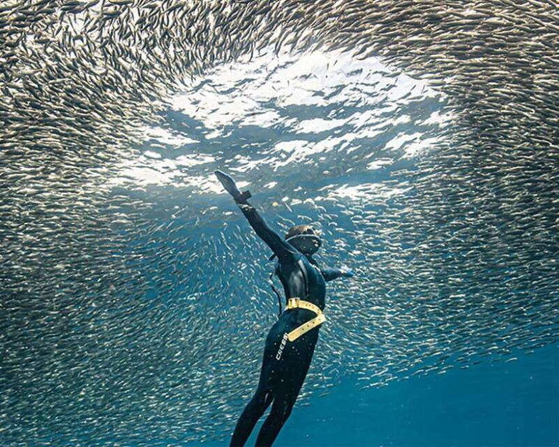 panglao-napaling-reef-and-sardines-freediving-experience