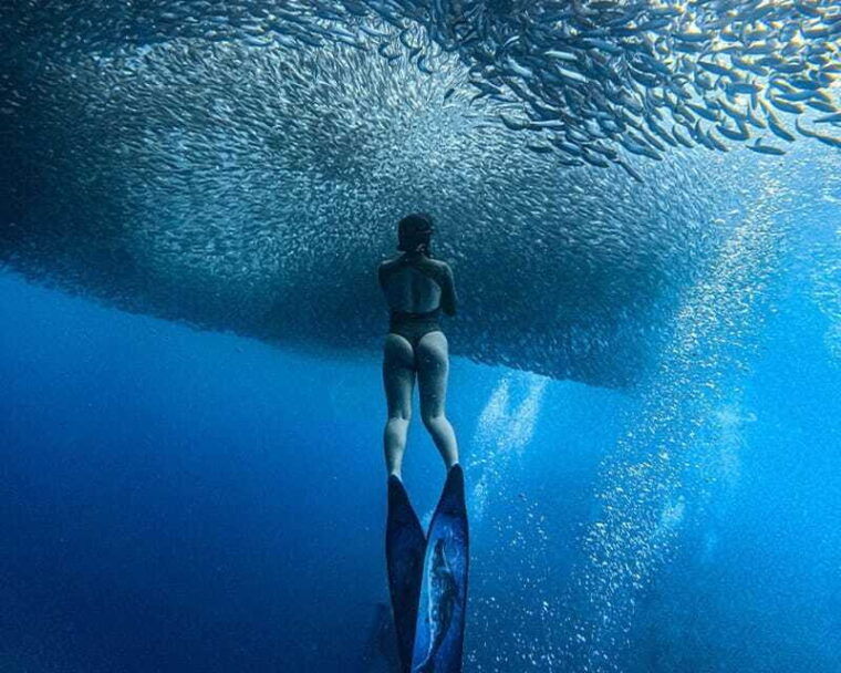 panglao-napaling-reef-and-sardines-freediving-experience