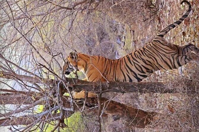 Panna Tiger Reserve National Park Jeep Safari from Khajuraho - FAQ