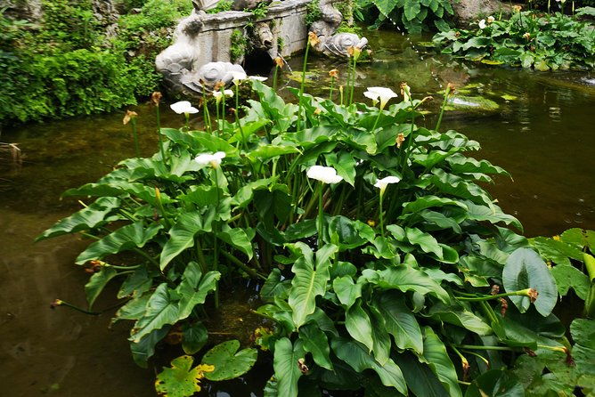 panorama-dubrovnik-arboretum-trsteno-private-tour