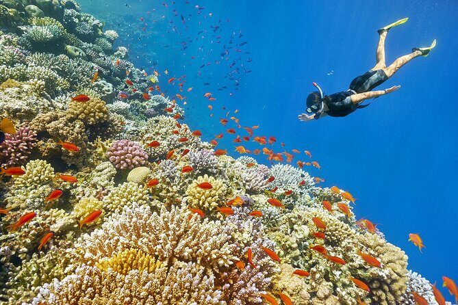 Panorama Semi Submarine & Snorkeling From Makadi Bay Hotels - What to Expect on Your Red Sea Marine Adventure