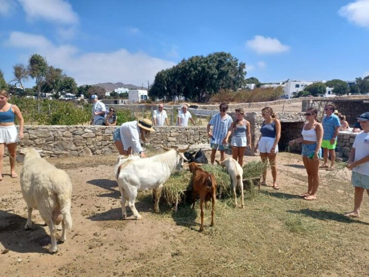 panoramic-tour-of-mykonos