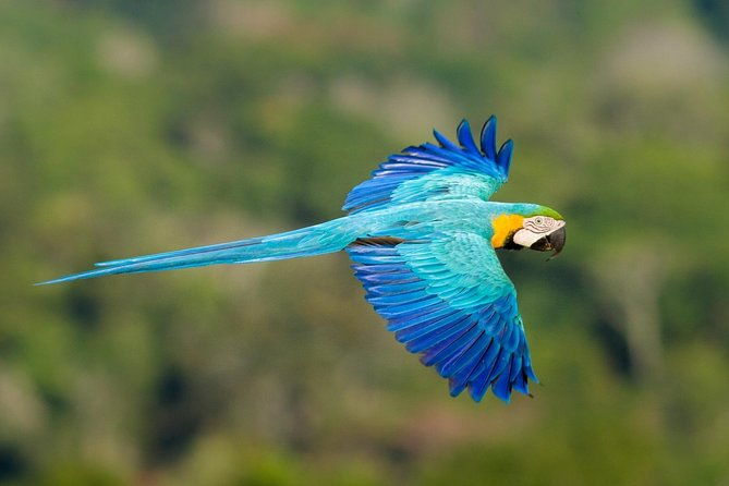 pantanal-amazon-holiday-private-multi-day-tour