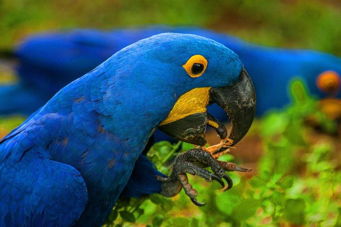 pantanal-bonito-private-multi-day-tour