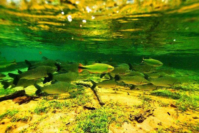 pantanal-bonito-private-multi-day-tour