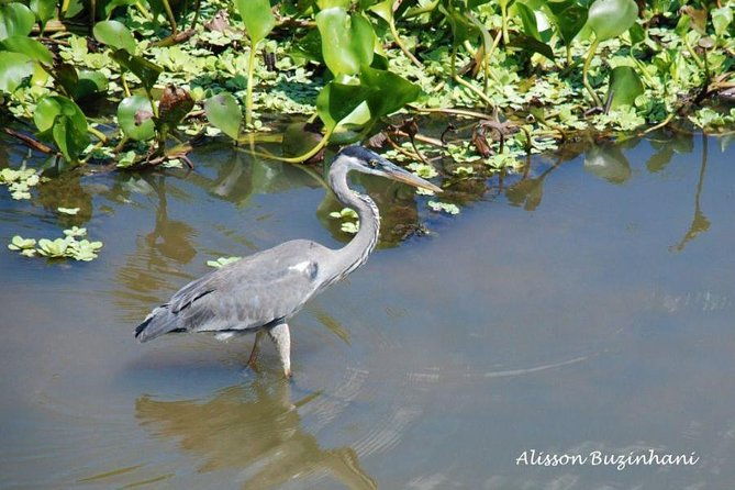 pantanal-day-trip-all-inclusive-leaving-campo-grande
