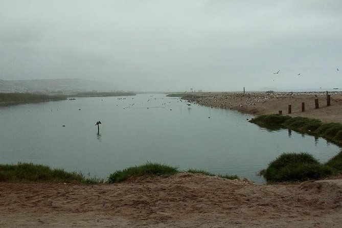 pantanos-de-villa-wildlife-refuge-tour-in-lima