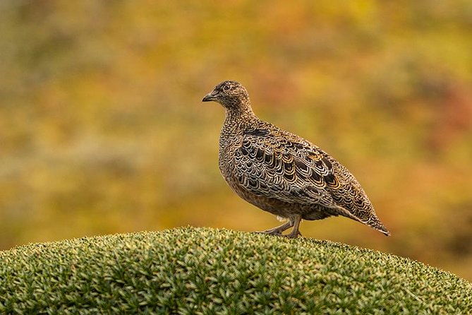 papallacta-pass-cayambe-coca-national-park-guango-cloud-forest-reserve
