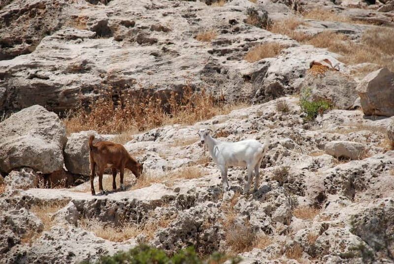 Paphos :Akamas Jeep Safari with cruise to the Blue Lagoon - Key Points