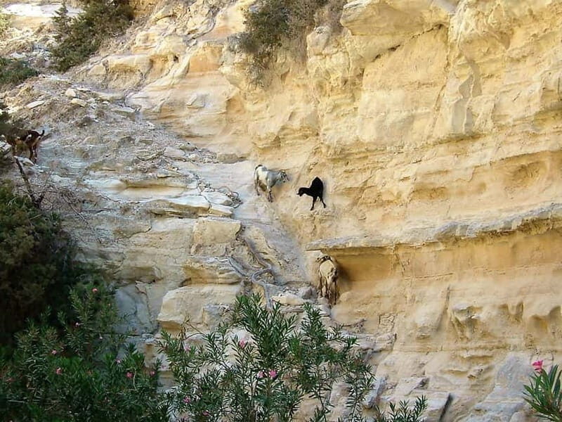 Paphos: Land Rover Jeep Safari Coastal Tour and Blue Lagoon - The Value of This Tour