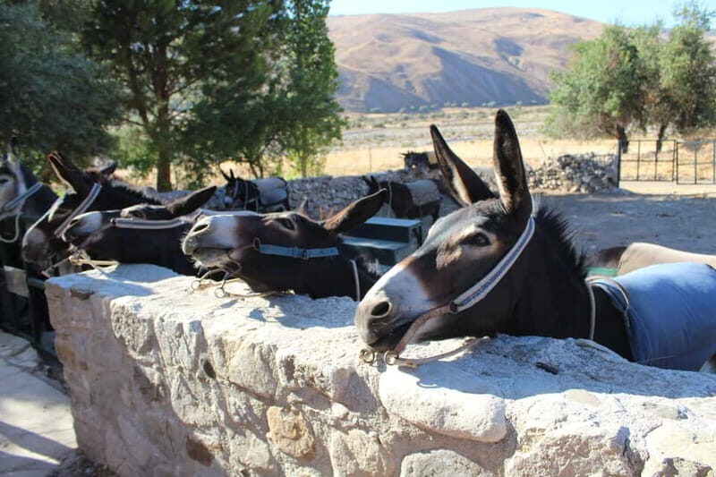 Paphos/Limassol: Donkey Farm Day Trip with Lunch & Tastings - A Full Breakdown of the Day Trip Experience