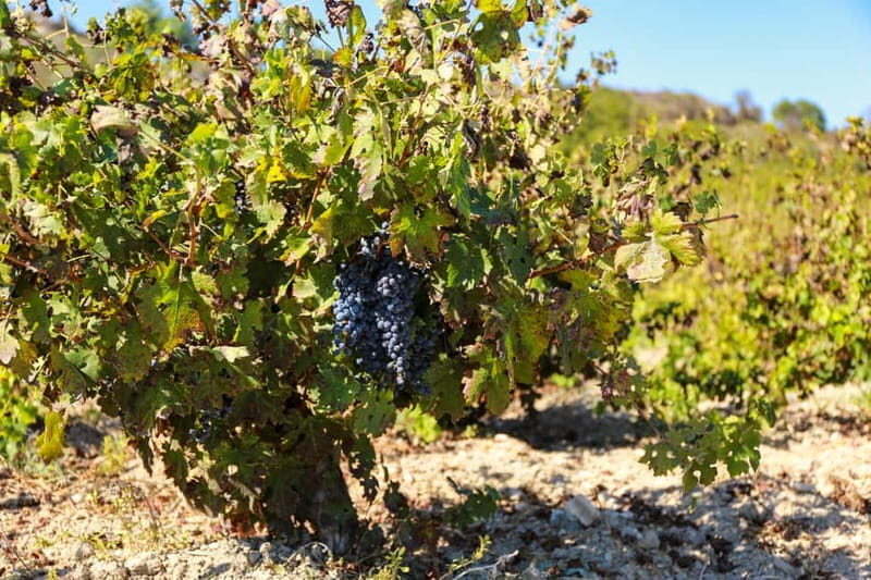 Paphos: Local Wineries Tour with Wine Tastings - Transport and Group Dynamics