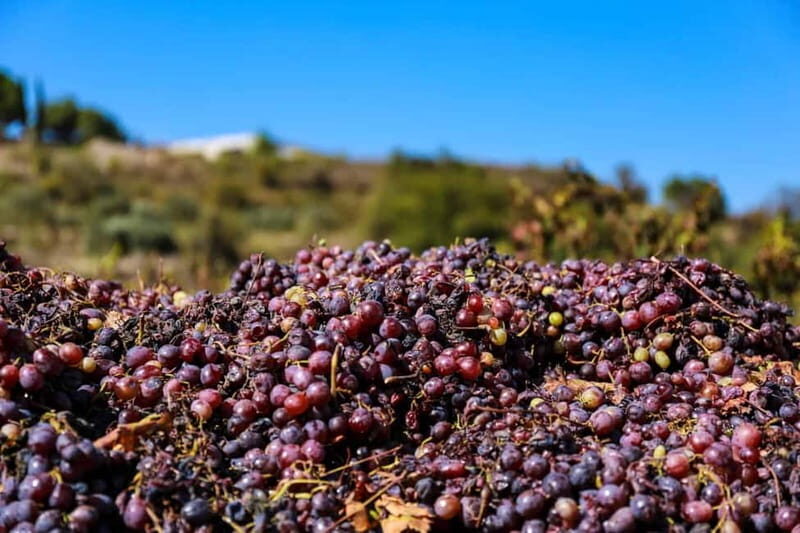 Paphos: Local Wineries Tour with Wine Tastings - Frequently Asked Questions