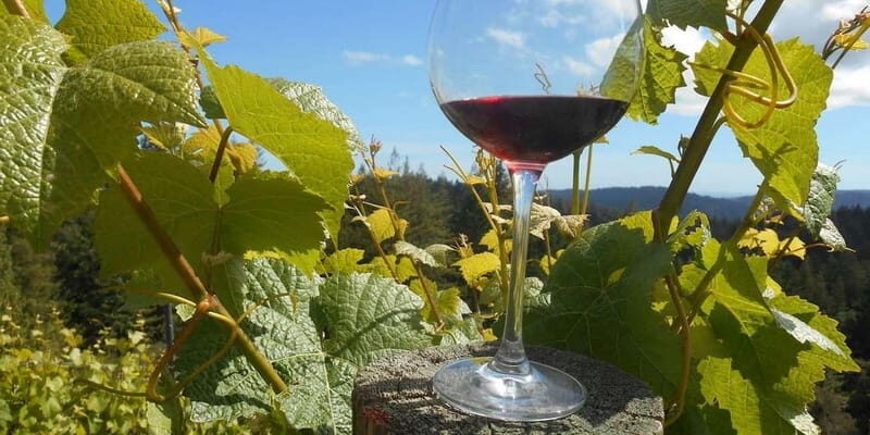 Paphos: Private Wine Tour with Tastings and Winery Visits - The Experience from Reviews  