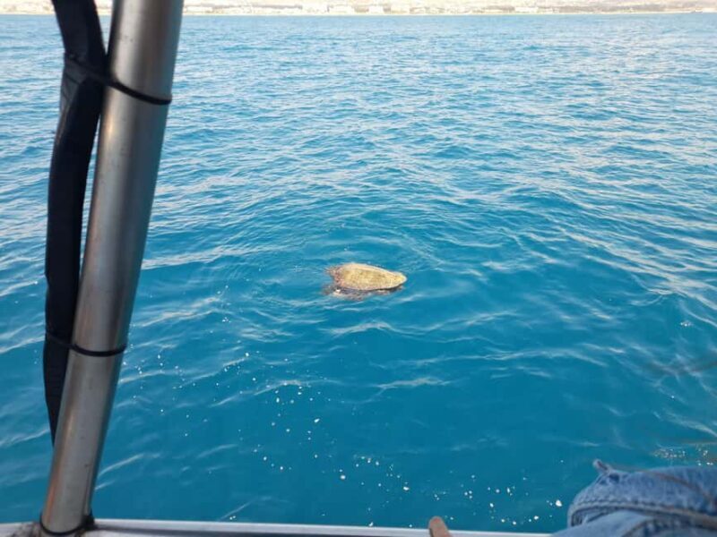 Paphos: The Yellow Glass-Bottom Boat Cruise Swim & Snorkel - Who Is This Tour Best For?