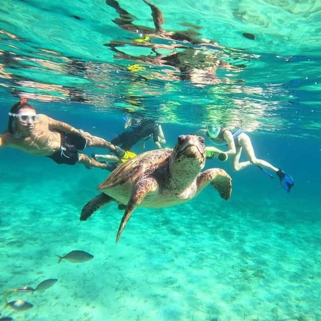 Paphos: Turtle-Watching Snorkeling Sea Scooter Trip - Key Points