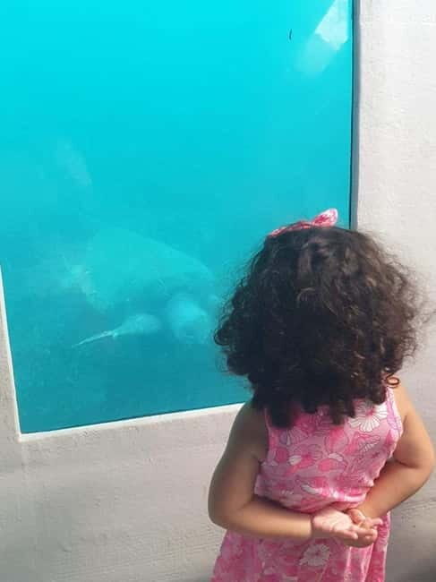 Paphos: Yellow Submarine Swim Cruise with Unlimited Drinks - Final Thoughts